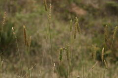 Phalaris aquatica
