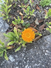 Calendula