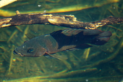 Mayaheros urophthalmus