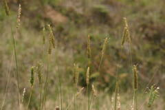Phalaris aquatica