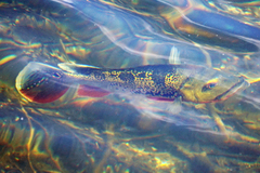 Cichla ocellaris