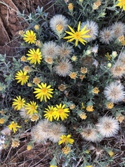 Heterotheca canescens