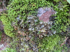 Peltigera praetextata
