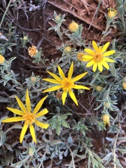 Heterotheca canescens