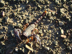 Opistophthalmus