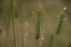 Phalaris aquatica