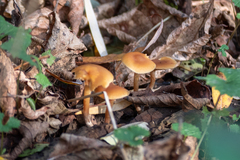 Pholiotina rugosa