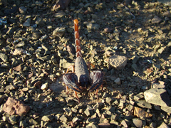 Opistophthalmus