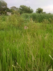 Cleome houtteana