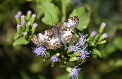 Chiomara georgina