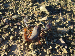 Opistophthalmus