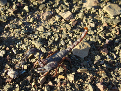 Opistophthalmus