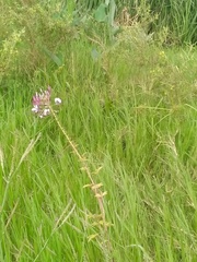 Cleome houtteana