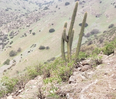 Trichocereus chiloensis