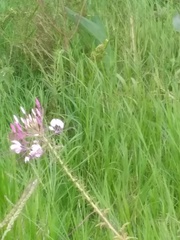 Cleome houtteana