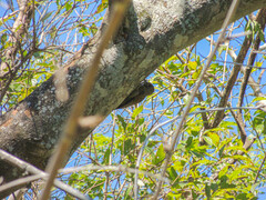 Dryobates passerinus