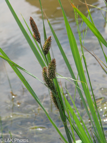 Carex nebraskensis iNat (1)
