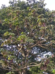 Cecropia obtusifolia