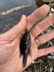 Lepomis gulosus