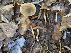 Cortinarius angelesianus