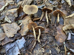 Cortinarius angelesianus