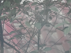 Sinosuthora webbiana