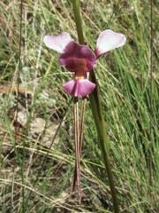 Diuris punctata