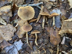 Cortinarius angelesianus
