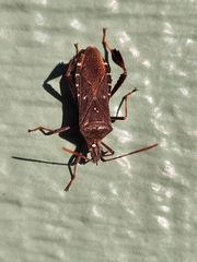 Leptoglossus oppositus