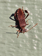 Leptoglossus oppositus