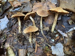 Cortinarius angelesianus