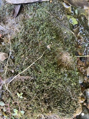 Hygroamblystegium varium