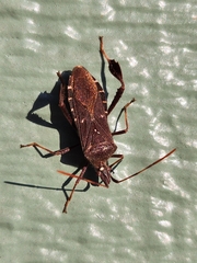 Leptoglossus oppositus