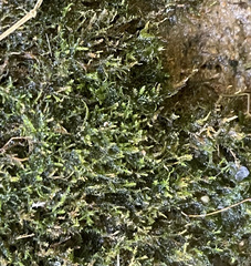 Hygroamblystegium varium