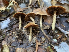 Cortinarius angelesianus