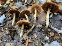 Cortinarius angelesianus