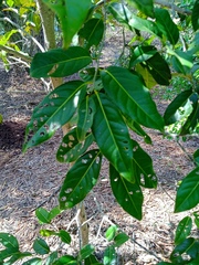 Diospyros fasciculosa
