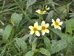 Bidens aurea