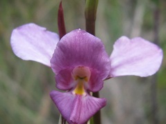 Diuris punctata