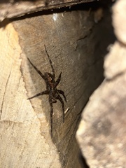 Dolomedes tenebrosus