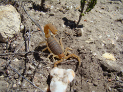 Parabuthus planicauda