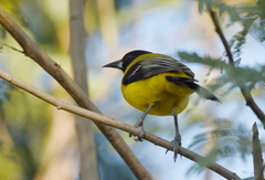 Icterus graduacauda
