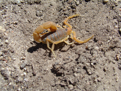 Parabuthus planicauda