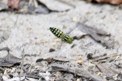 Stictia signata