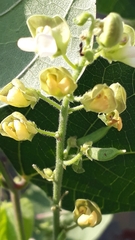 Phaseolus vulgaris