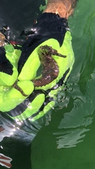 Hippocampus reidi