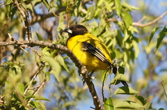 Icterus graduacauda