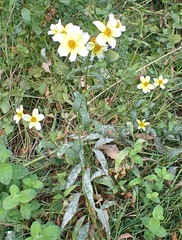 Bidens aurea