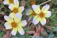 Bidens aurea