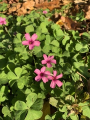 Oxalis articulata